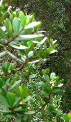 Chionanthus foveolatus