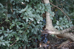 Litsea rotundifolia