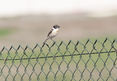 Saxicola dacotiae