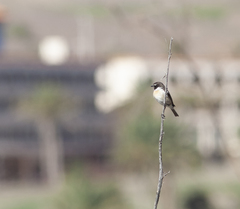 Saxicola dacotiae