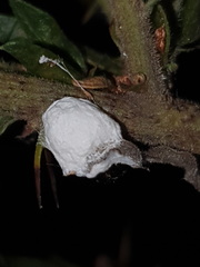 Maconellicoccus australiensis