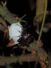 Maconellicoccus australiensis