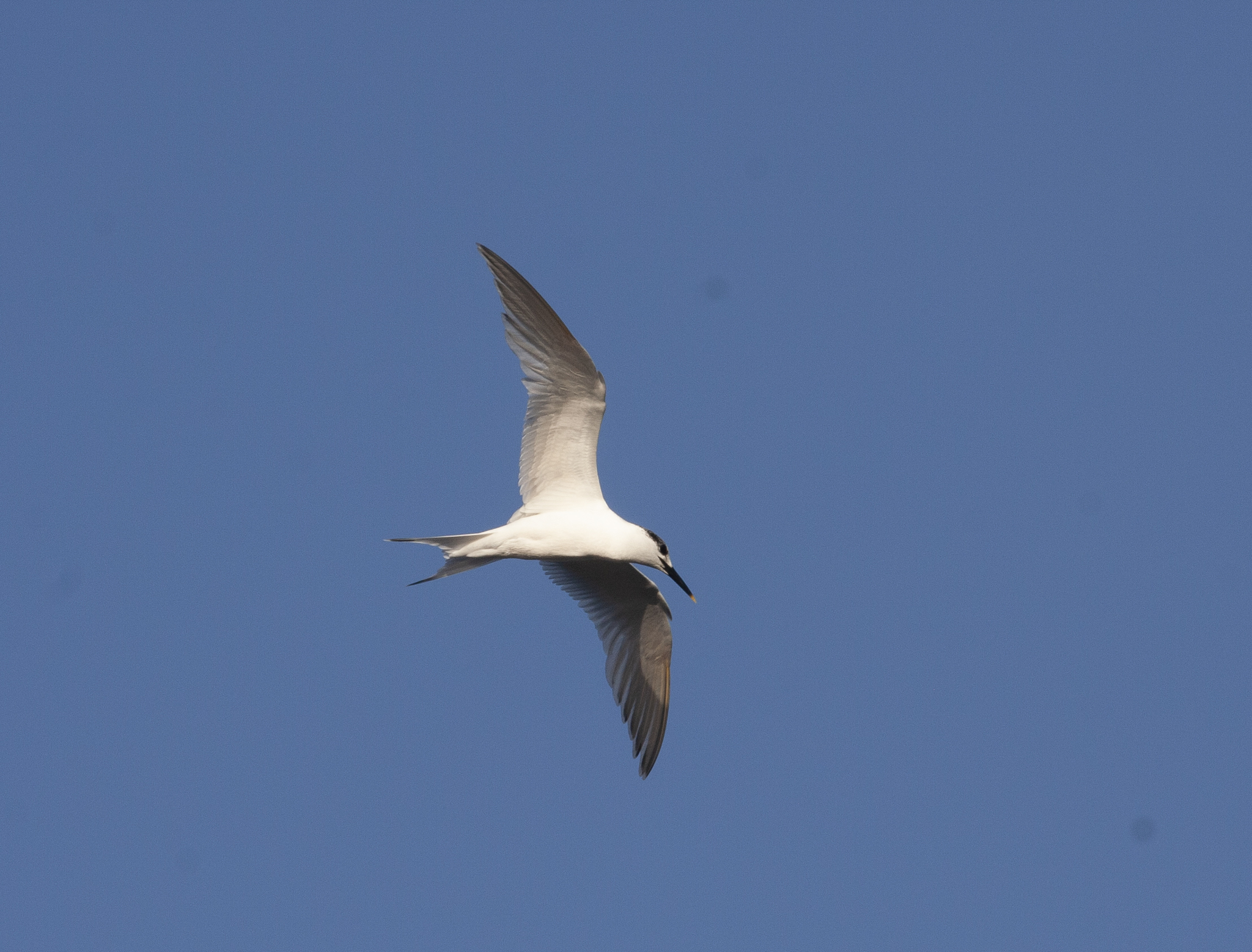 Sandwich Tern