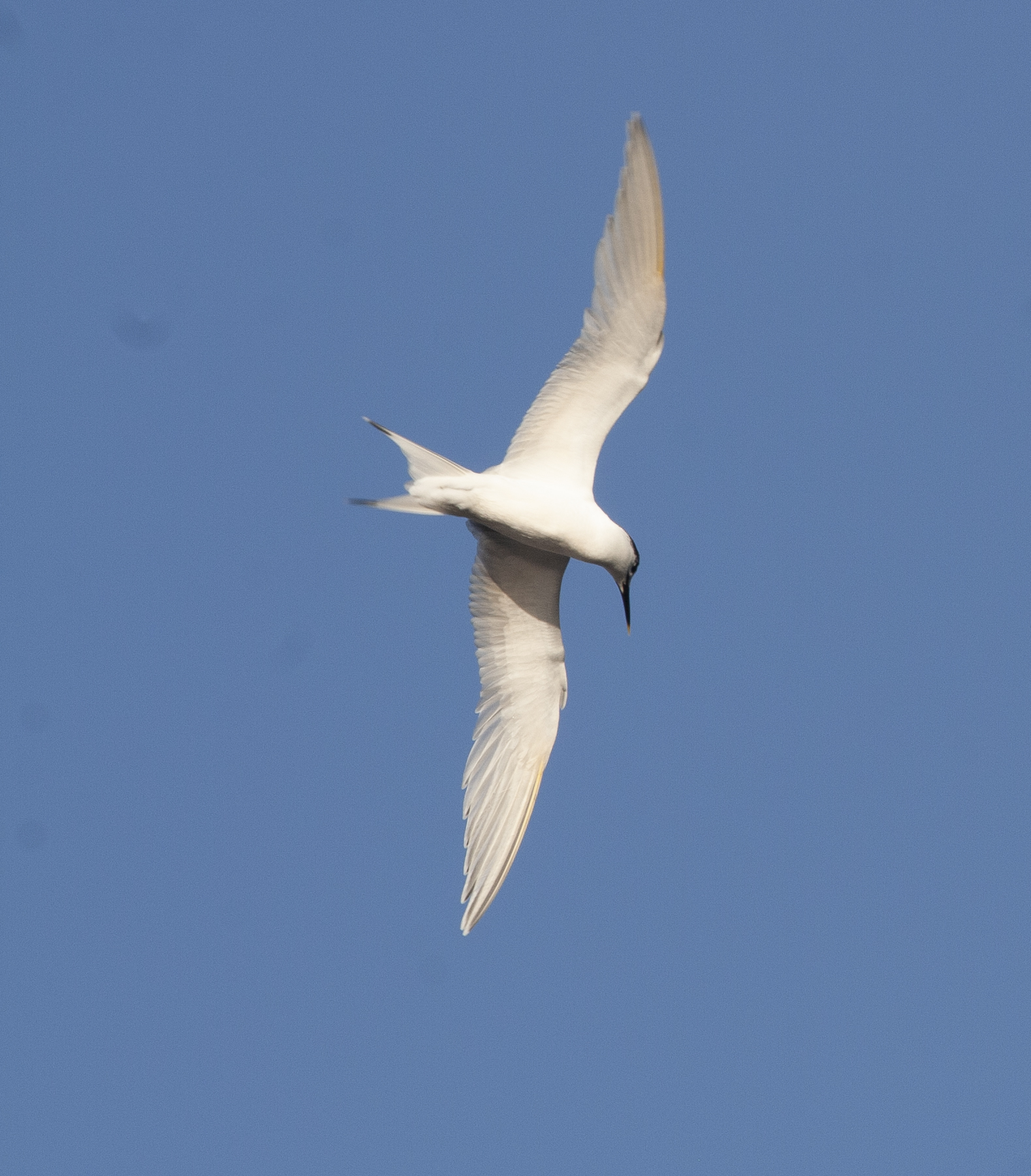 Sandwich Tern