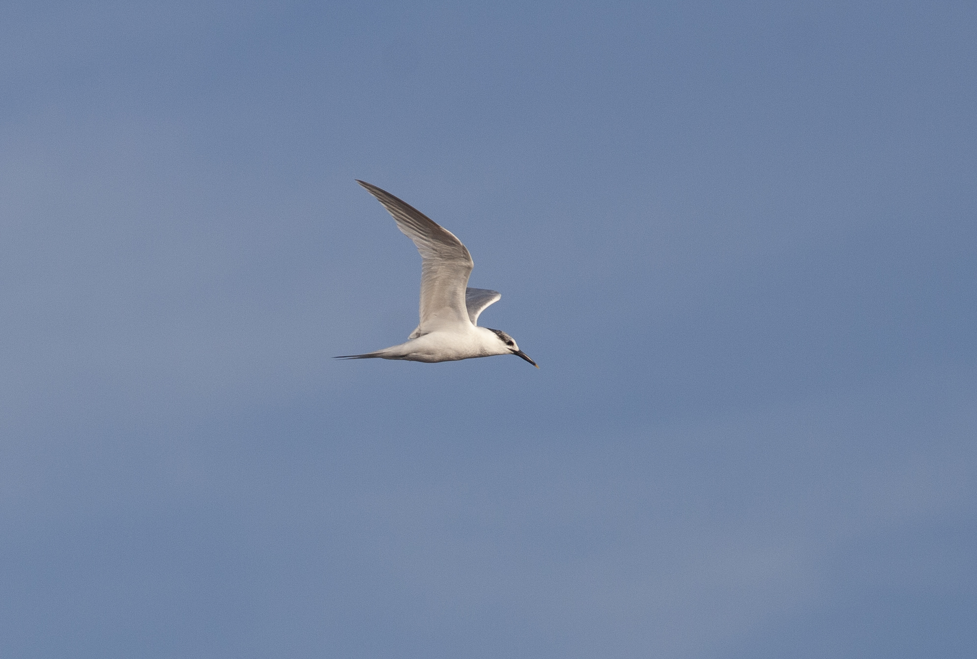 Sandwich Tern