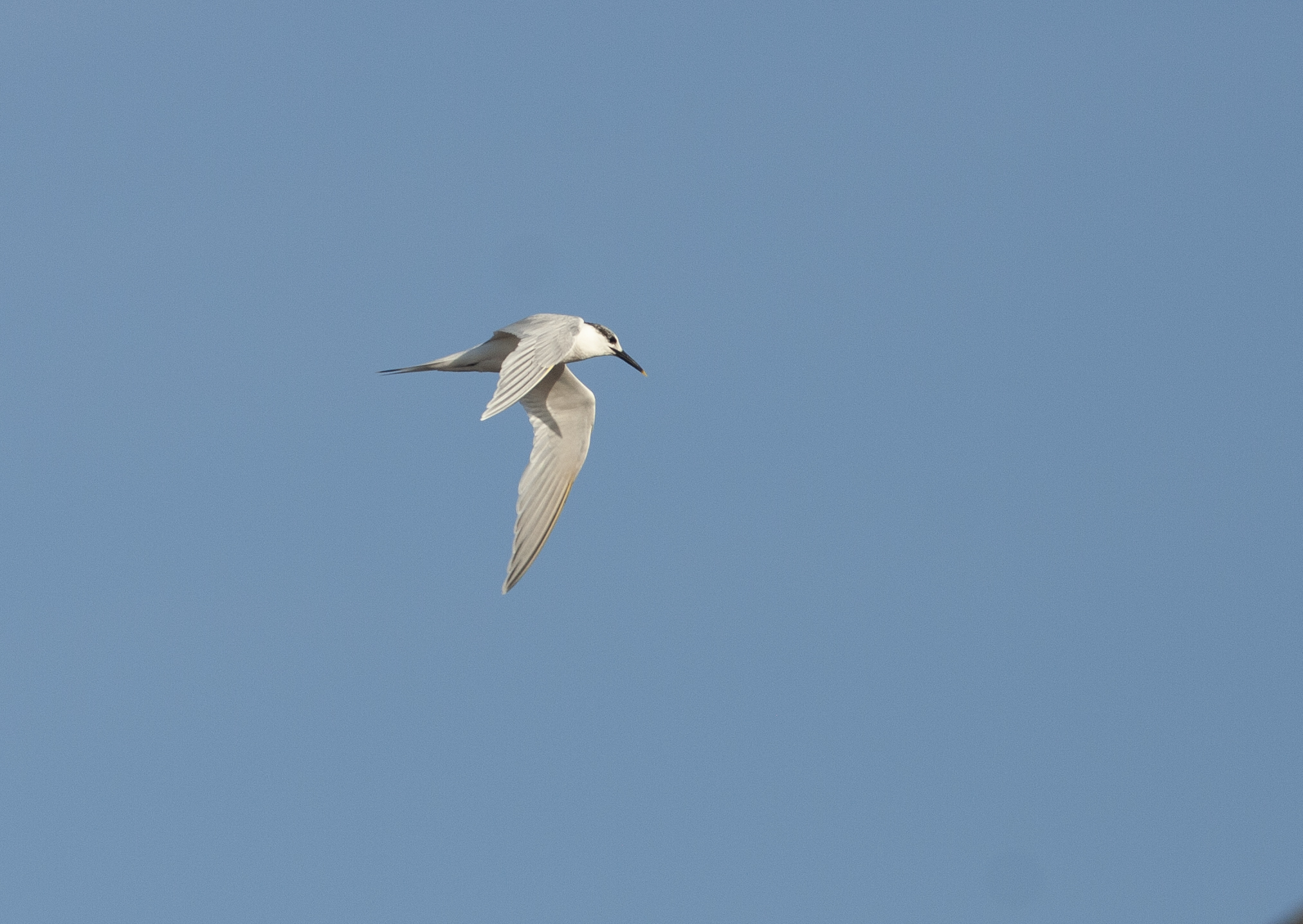 Sandwich Tern