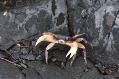 Geograpsus grayi