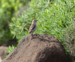 Saxicola dacotiae