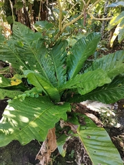 Paradysderina tabaconas