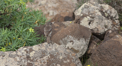 Saxicola dacotiae