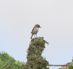 Saxicola dacotiae