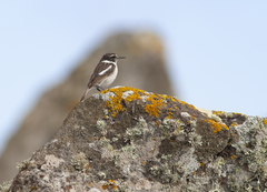 Saxicola dacotiae