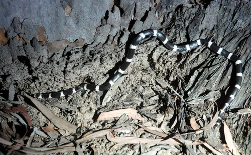 Eastern Bandy Bandy sighting