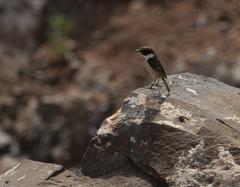 Saxicola dacotiae