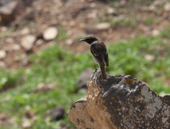 Saxicola dacotiae