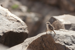 Saxicola dacotiae