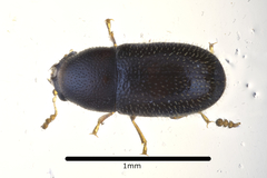 Sulcacis fronticornis