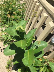 Asclepias syriaca