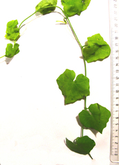 Kedrostis nana