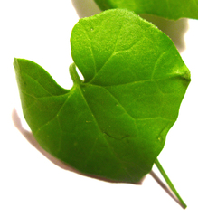 Kedrostis nana