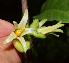 Solanum refractum