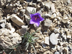 Campanula alpestris