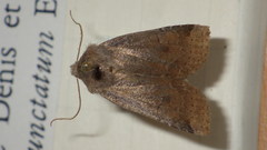 Conistra ligula