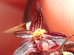 Bulbophyllum insectiferum