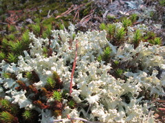 Cladonia caroliniana
