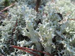 Cladonia caroliniana