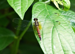 Erythrodiplax ochracea