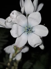 Ixia polystachya