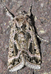 Thysanoplusia daubei