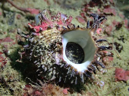 Lacinate Dolphin Shell (Angaria delphinus) · iNaturalist