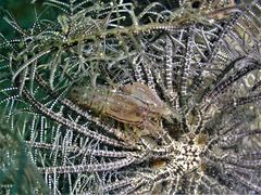 Synalpheus stimpsonii