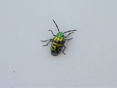 Chrysocoris patricius