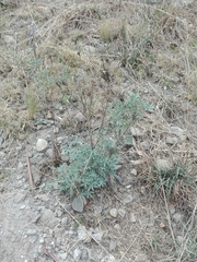 Lupinus altimontanus