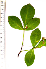 Searsia laevigata