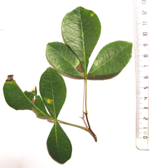 Searsia laevigata