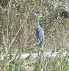 Ardea cinerea