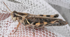 Melanoplus bispinosus