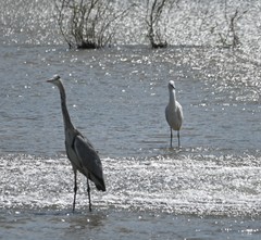Ardea cinerea
