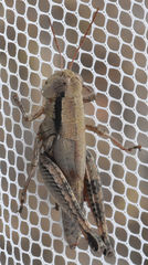 Melanoplus texensis
