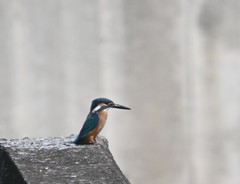 Alcedo atthis