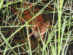 Ingerophrynus biporcatus