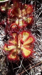 Drosera cuneifolia