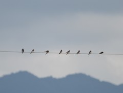 Hirundo rustica