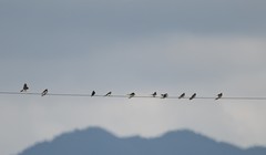 Hirundo rustica