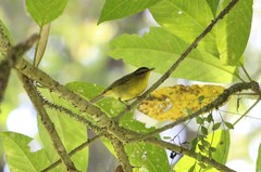 Mountain Leaf Warbler photo 3