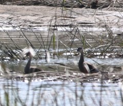 Tachybaptus ruficollis